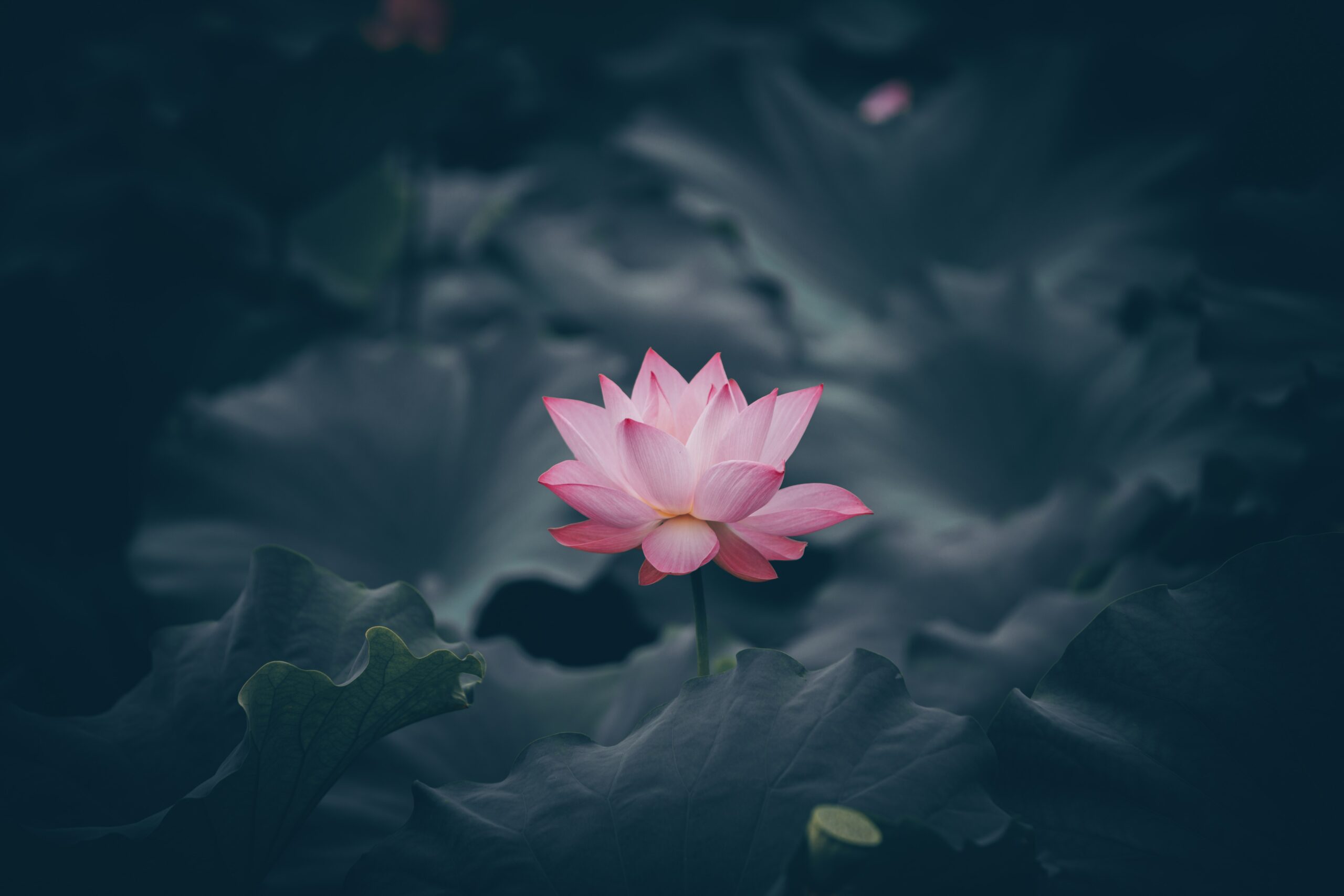 Vietnamese Lotus