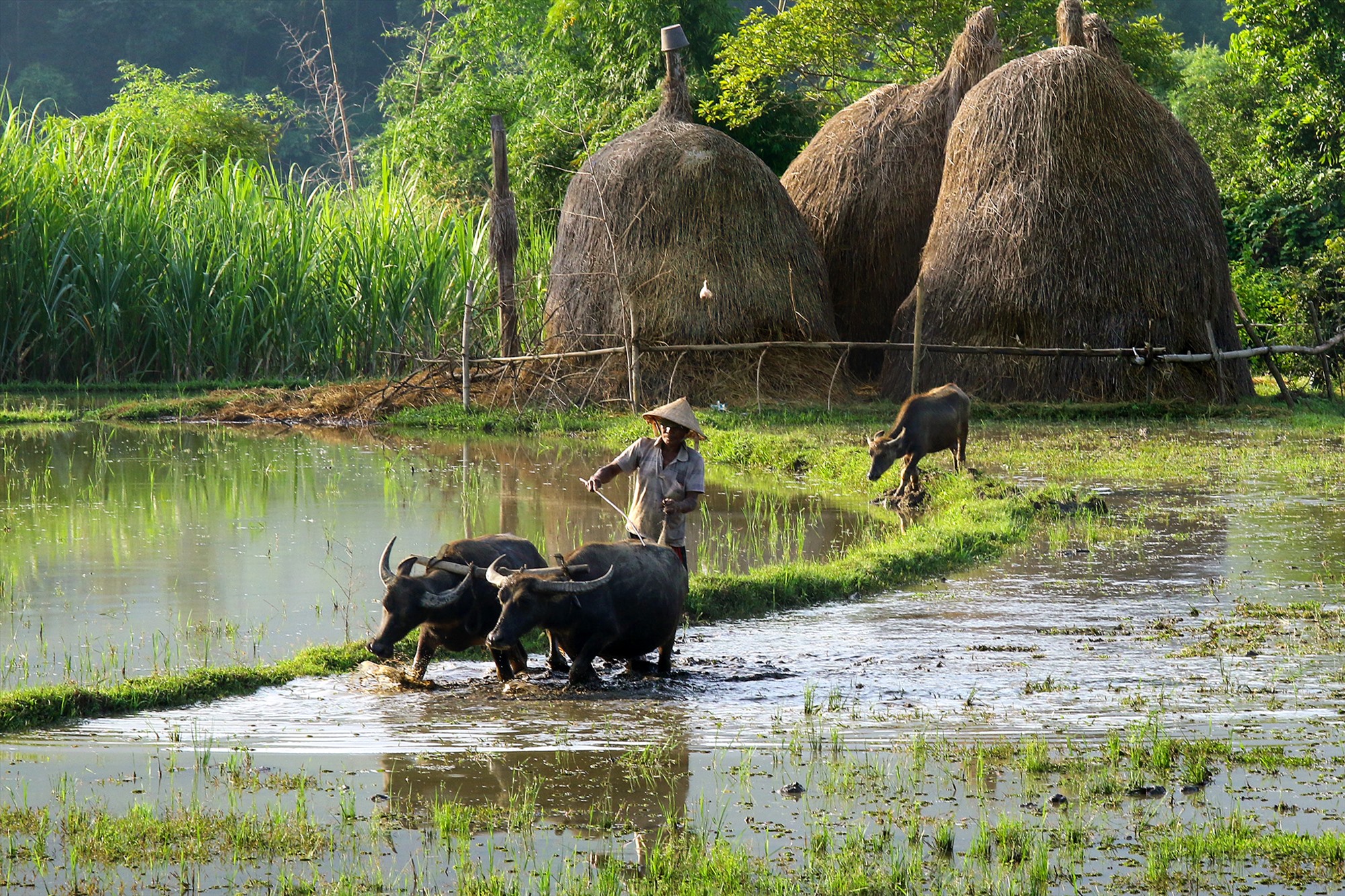 Water buffalo: Fascinating facts about the national animal of Vietnam