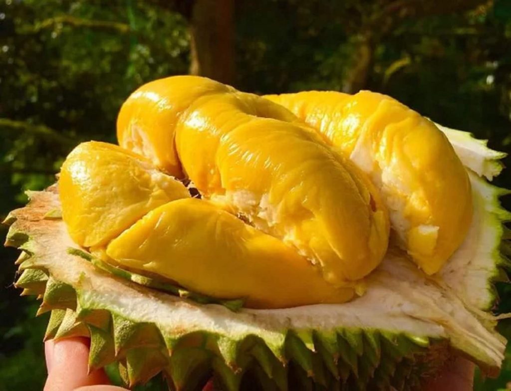 Vietnamese durian: A tropical fruit with a pungent aroma