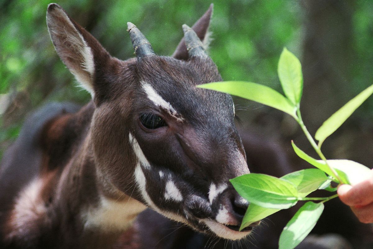 Vietnam animals: A glimpse into 20+ common and endangered species