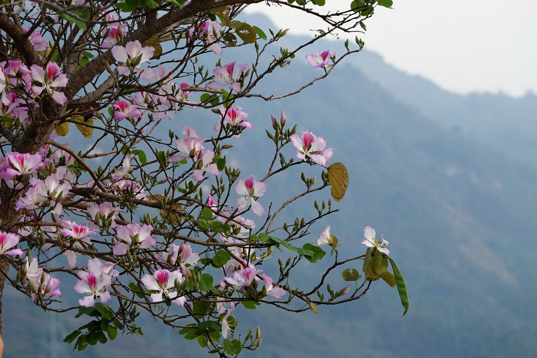 Discover Hoa Ban festival in spring