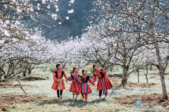 Moc Chau paradise of plum blossoms