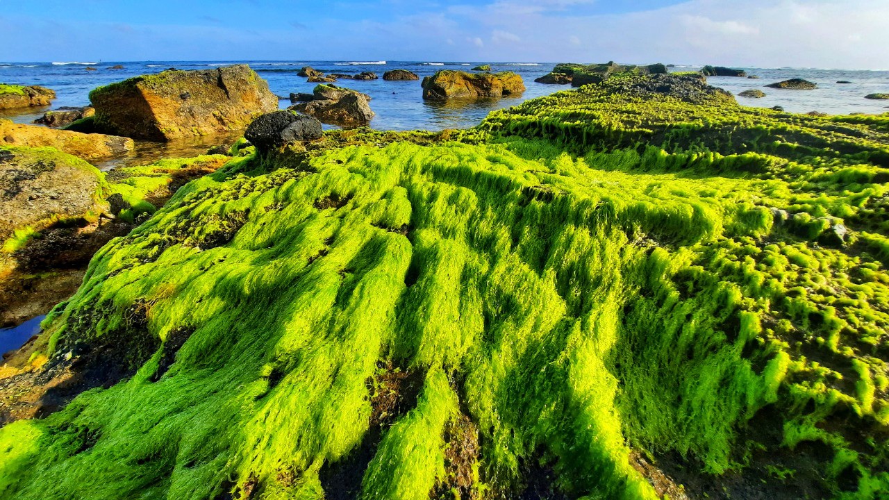 Moss – a unique dish of the Ma River, Son La
